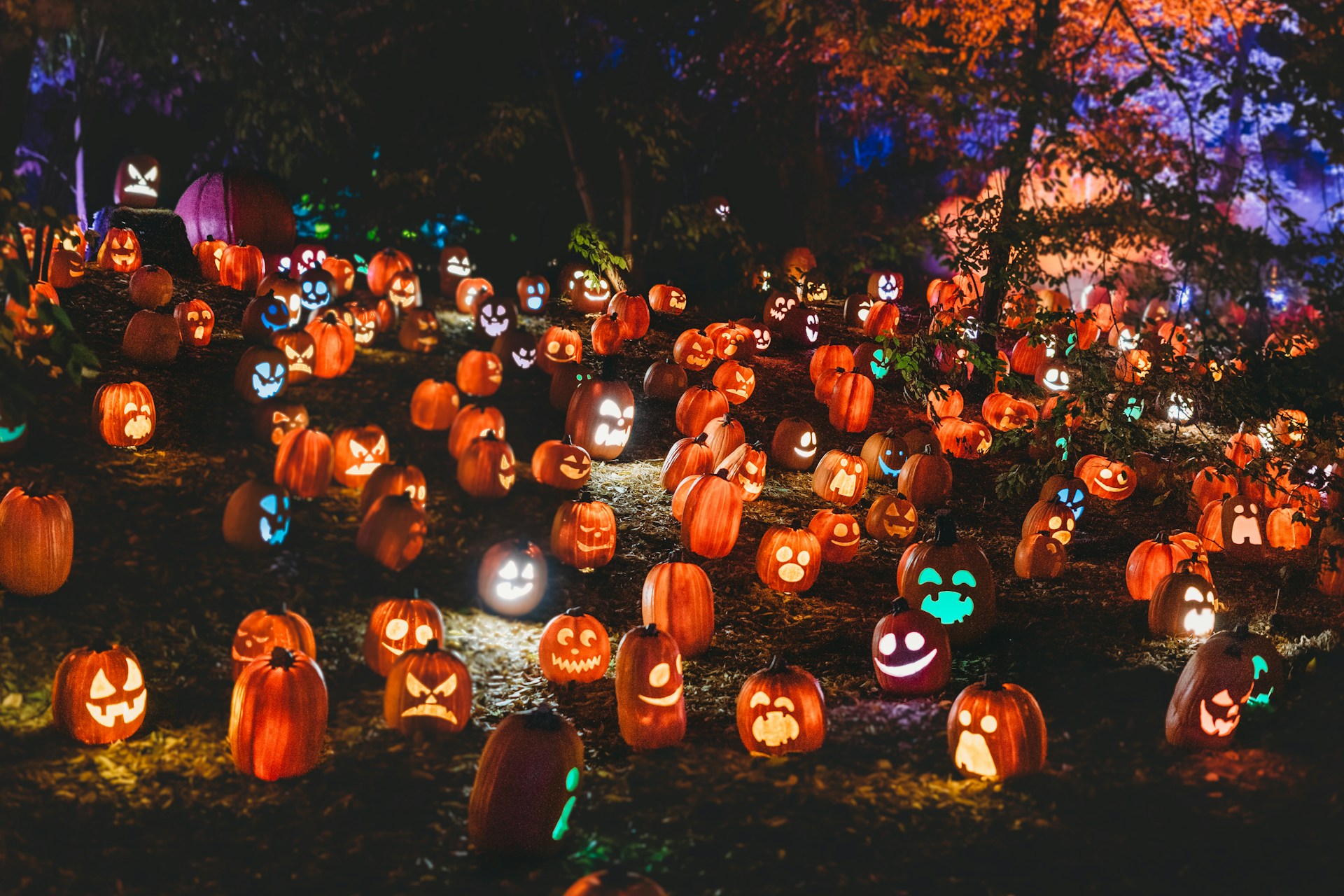Pumpkin Patch Pricing, Timing, and Tips for London Families